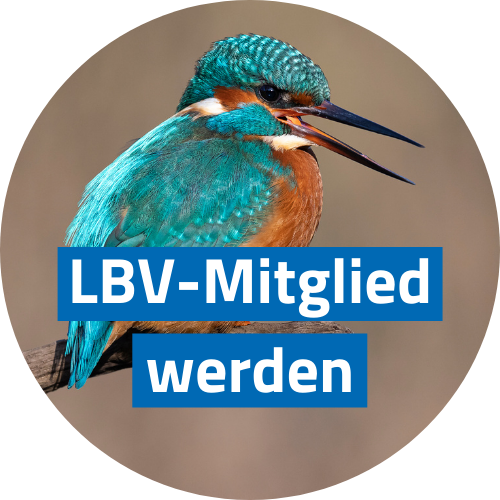 Eisvogel